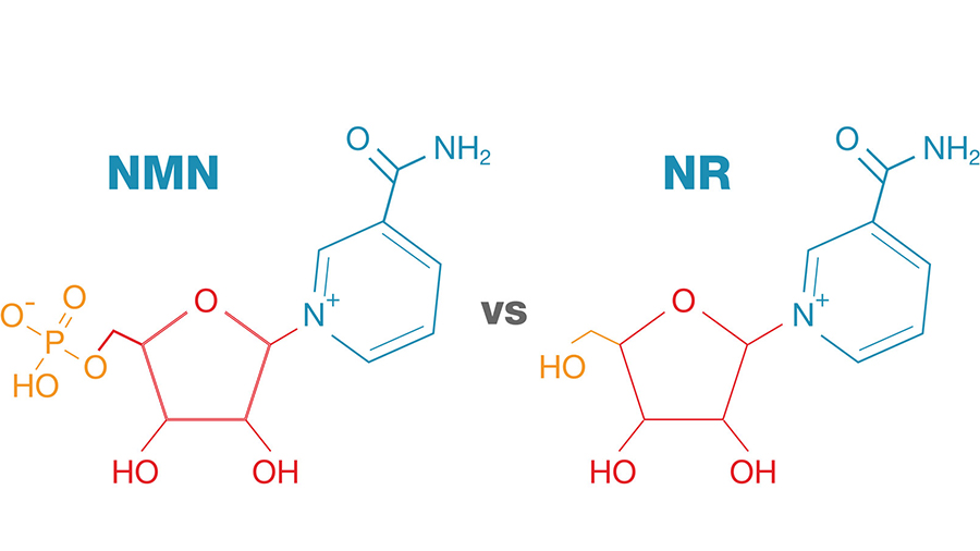 NMN Supplement: How Nicotinamide Mononucleotide Benefits You